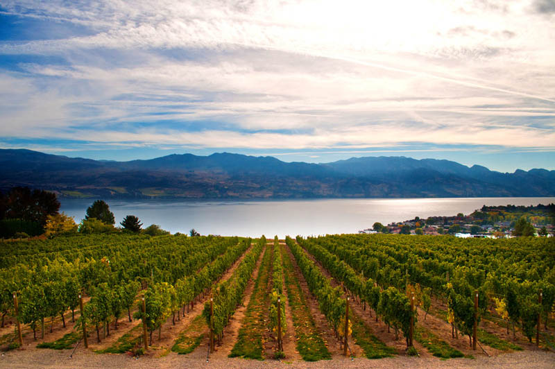 Most popular vineyards of world WORLD MOST BEAUTIFUL PLACES