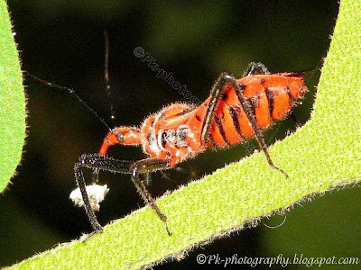 Assassin Bug Picture