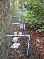 Ideas para construir jaulas de pollos en casa