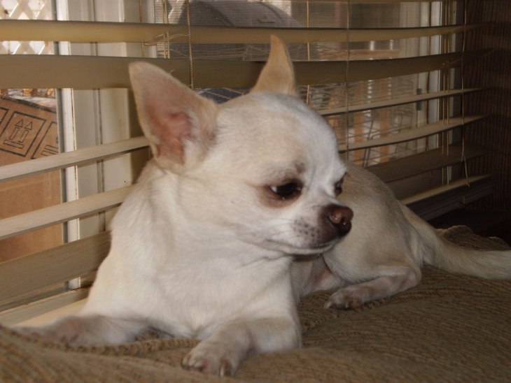 Types of Chihuahuas