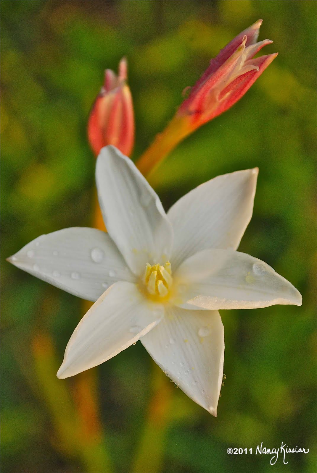 Wild About Texas Rain Lily Revisited
