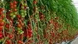 Tomat Permata F1- Gambar pohon tomat