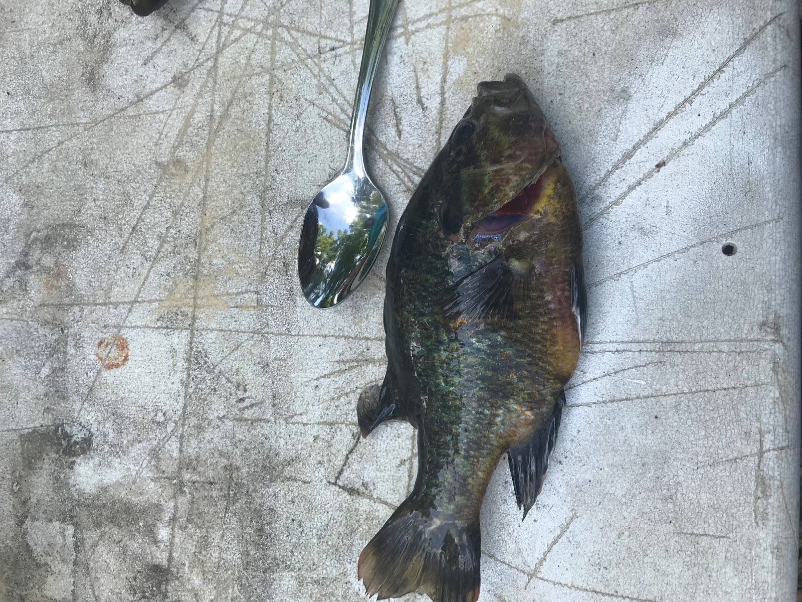 Hollier on da Bayou Blind River Goggleeye fishing trips