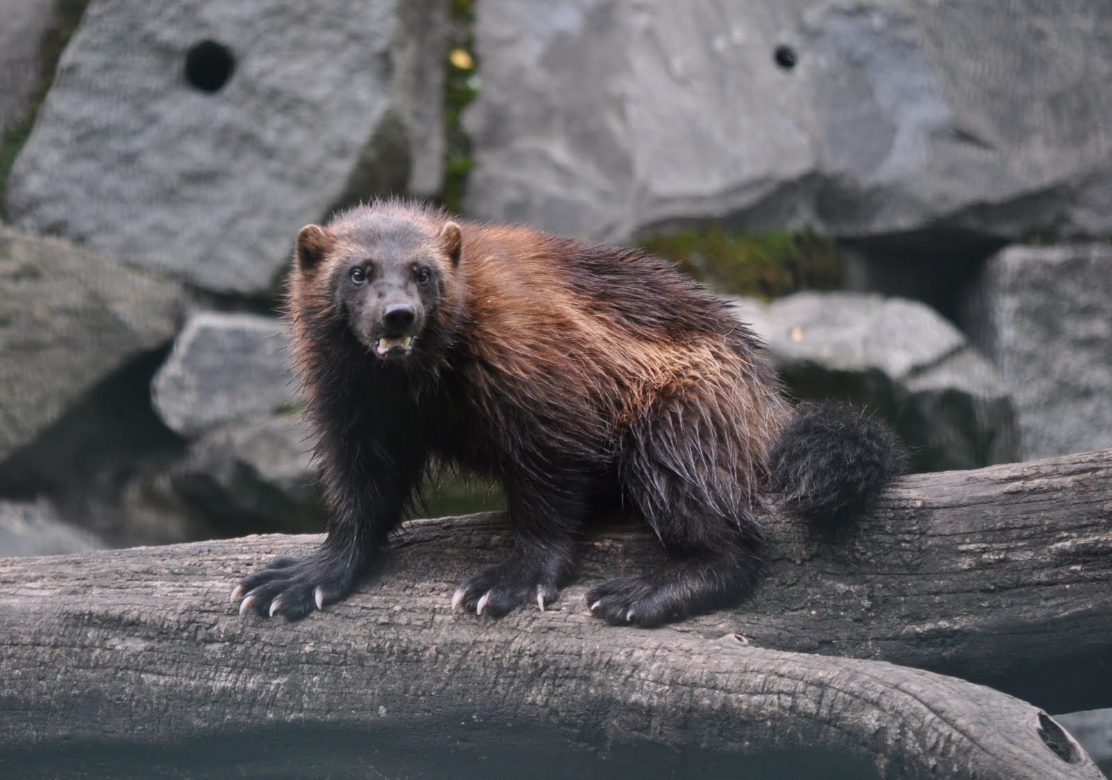 ZOOTOGRAFIANDO (MI COLECCIÓN DE FOTOS DE ANIMALES): GLOTÓN / WOLVERINE ...