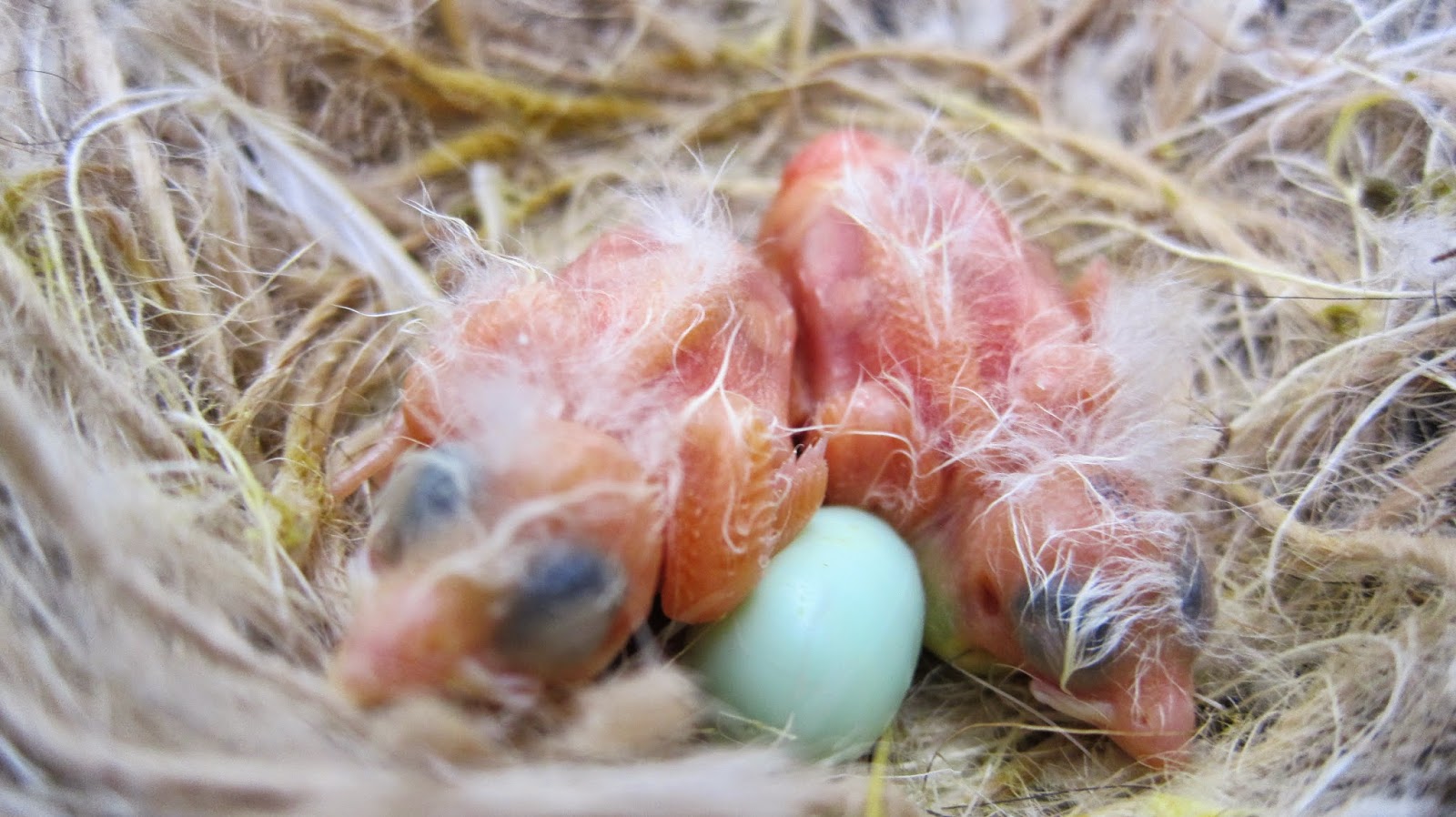 Canary Tales: Chick Checking