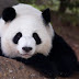 La digestión de los pandas, esencial para elaborar biocombustible