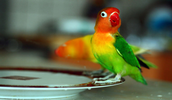 lovebird kurang birahi