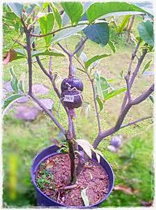 Belajar Cara Mencangkok Tanaman buah Mangga - Aku Buah Sehat