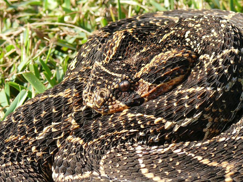 Snakes Puff Adder