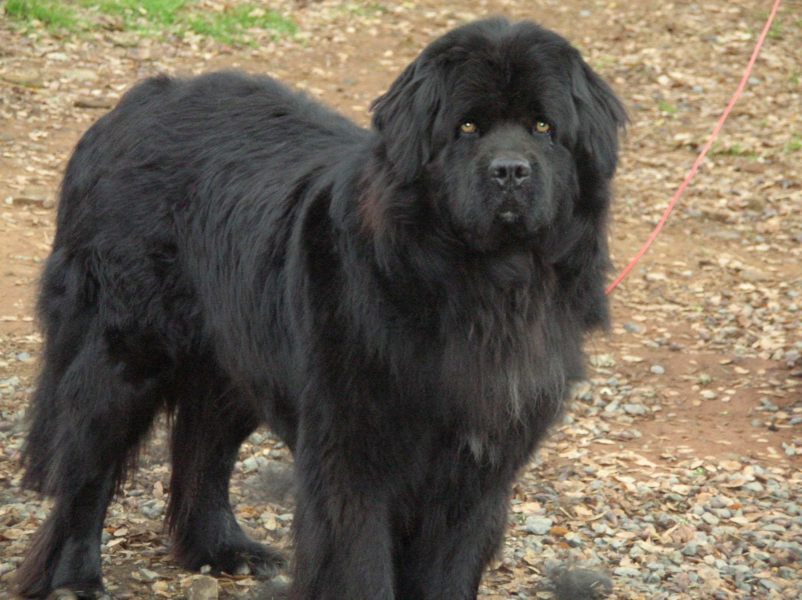 Собаки крупных пород черные. Ньюфаундленд. Ньюфаундленд длинношерстный. Тибетский ньюфаундленд. Ньюфаундленд (порода собак).