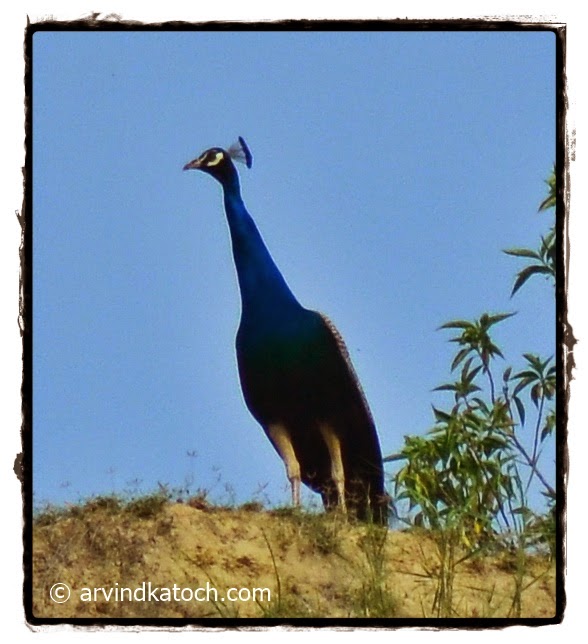 Peacock, Peafowl