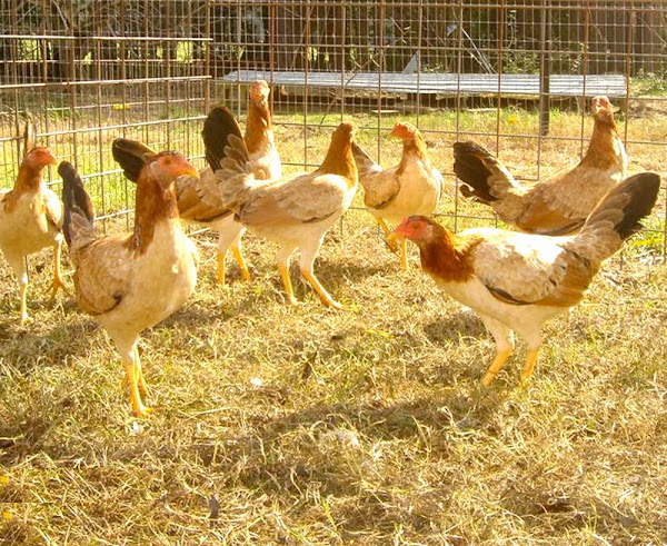 identify roosters, identify roosters from the pullets, how to identify roosters from the pullet, how to tell if the pullet is rooster