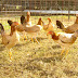 How To Identify Roosters From The Pullet?