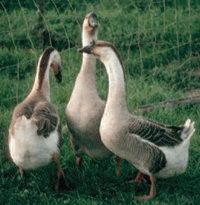  Unggas adalah jenis hewan yang termasuk ke dalam kelompok burung Mengenal Jenis Unggas Petelur
