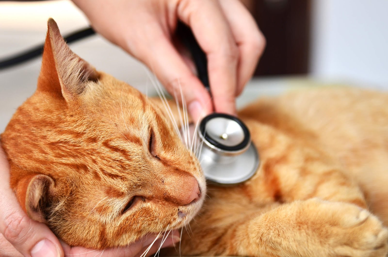 cat-veterinary-veterinarian-veterinário-gatos-felinos