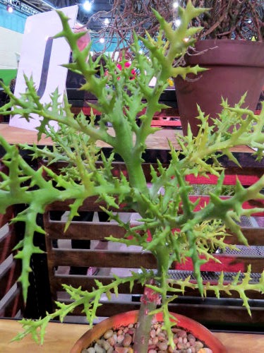 Philadelphia Flower Show 2019- Euphorbia stenoclada