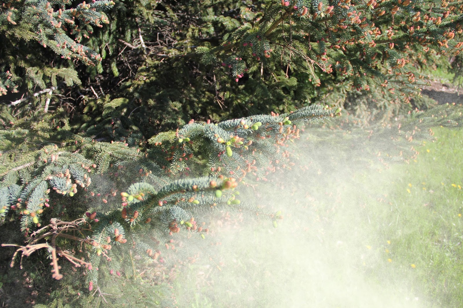 Isabella Conservation District Environmental Education Program Spruce