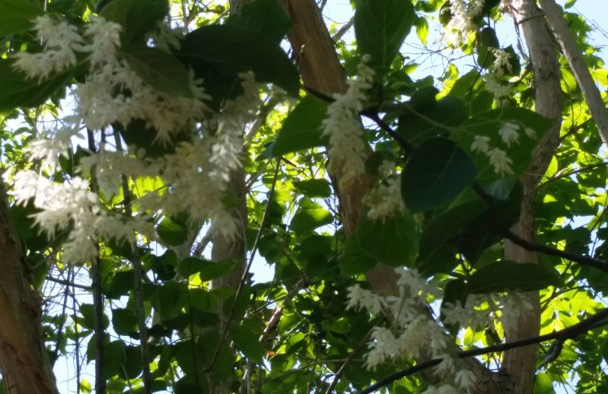 Future Plants by Randy Stewart Pterostyrax