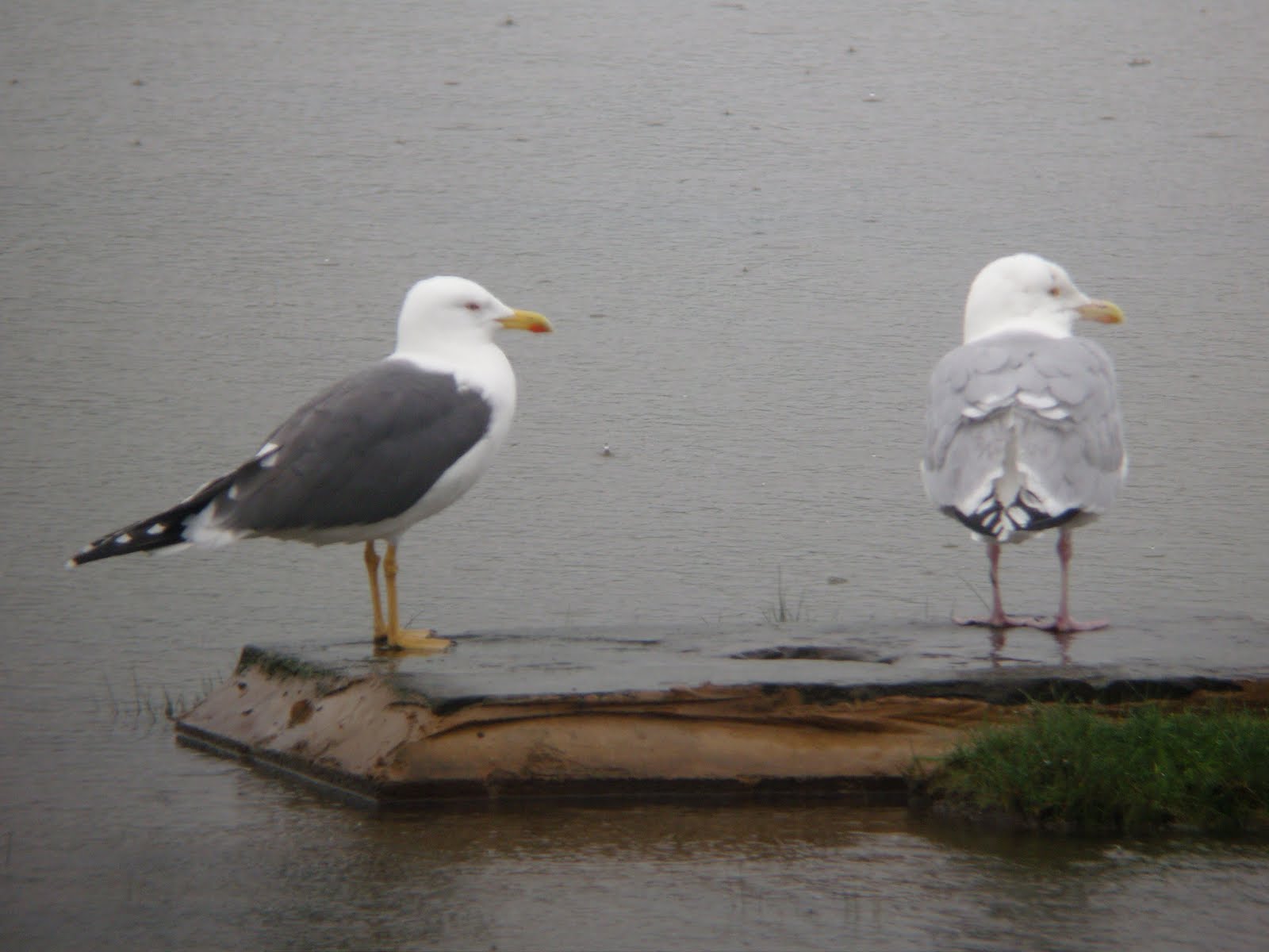 Beauty in small things A Yellow Legged Gull and its Herring Gull Mate