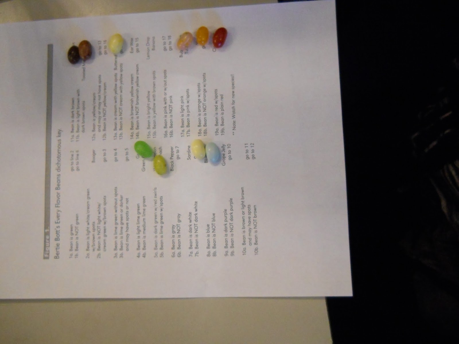 PCCS Science Classification and Dichotomous Keys using Bertie Bott's