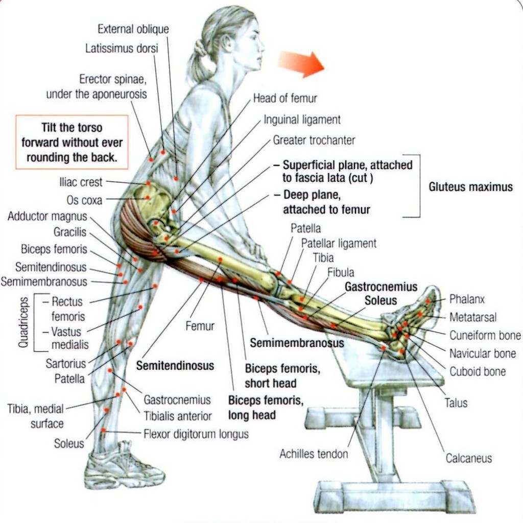 Stretching How to Stretch the Hamstrings InSync Physiotherapy