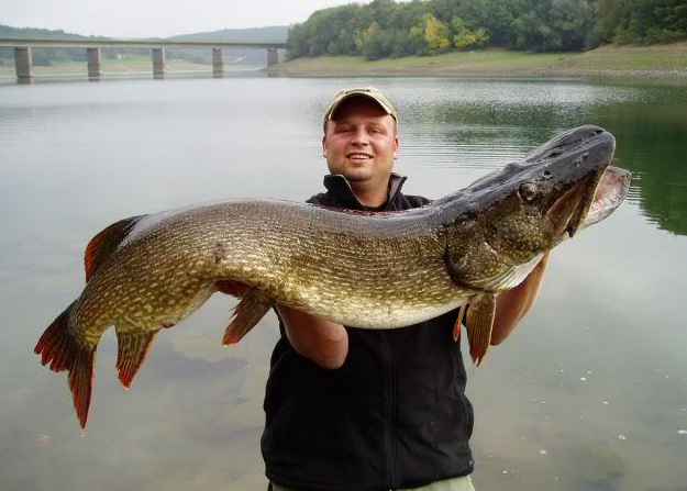 International Fishing News: GERMANY: giant pike of 55 inch and 52 lb