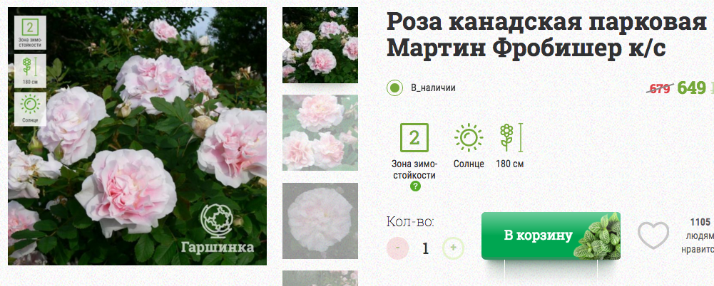 Мартин фробишер роза канадская Bel-Okna.ru