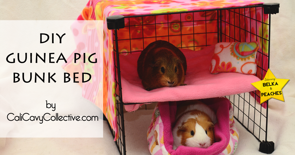 Diy Guinea Pig Bed / Diy Guinea Pig Fleece House Guineapigfans Youtube