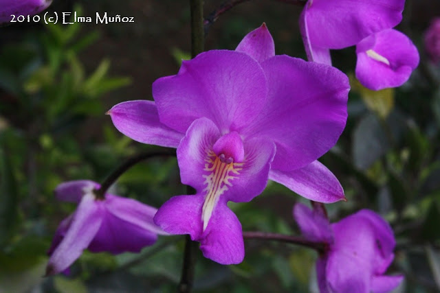 Bletia catenulata. Foto de orquídea