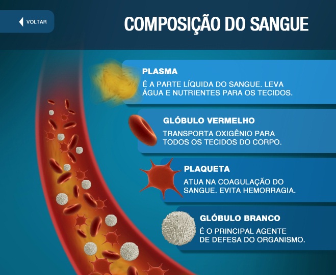 LIGA DA MEDULA ÓSSEA Entenda o que é Transfusão de Sangue.