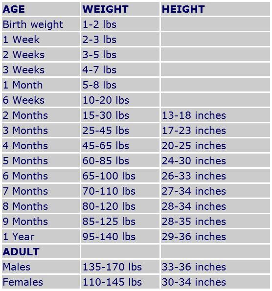 july 2016 pet frame siberian husky weight chart