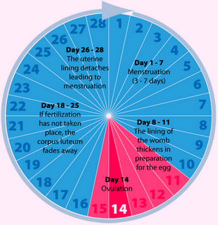 Accurate Ovulation Calendar Fertility Chart