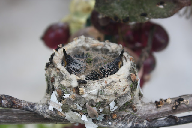 Thyme For Home: ~The Baby Hummingbirds Leave Their Nest~