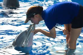 Winter the Dolphin Wallpapers & Pics | Fun Animals Wiki, Videos