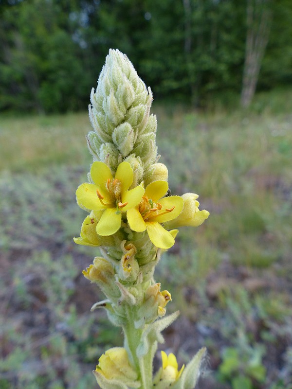 Faaxaal Photos nature gratuites et libres de droits Photos de fleurs