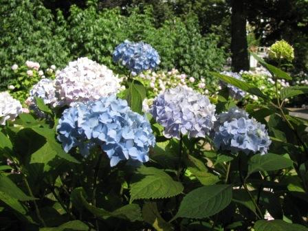 Hydrangea How To Plant Grow And Care For Hydrangeas