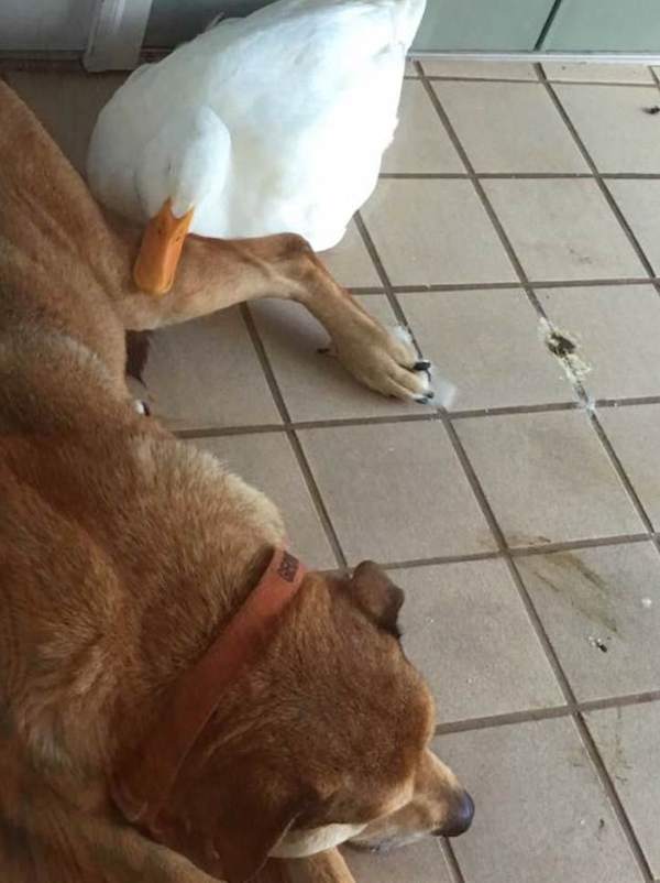 Friendly Duck Shows Up At A Home And Helps A Grieving Dog Feel Better