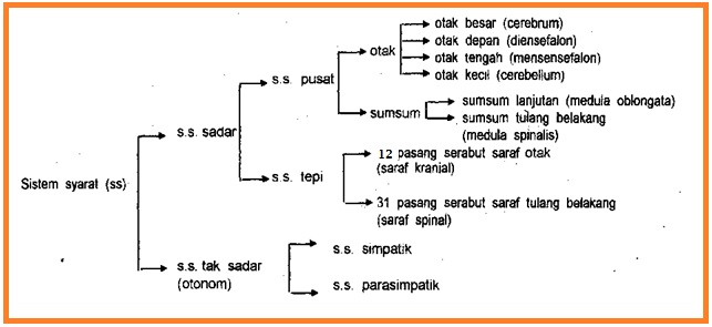 Biologi Gonzaga Tugas Makalah Koordinasi Biologi Gonzaga Tugas Makalah Koordinasi