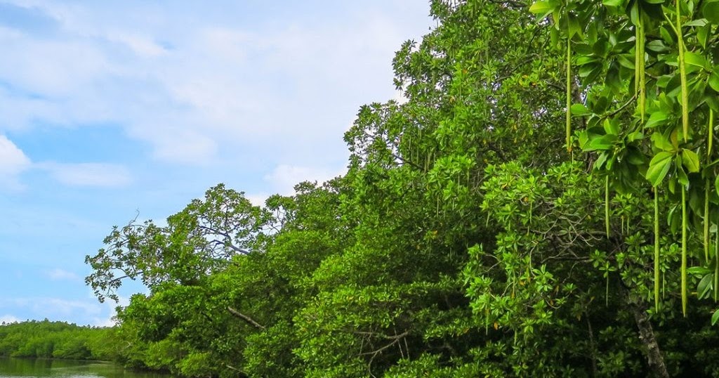 Ciri-Ciri Hutan Mangrove (Hutan Bakau) dan Hutan Berdaun Jarum (Conifer