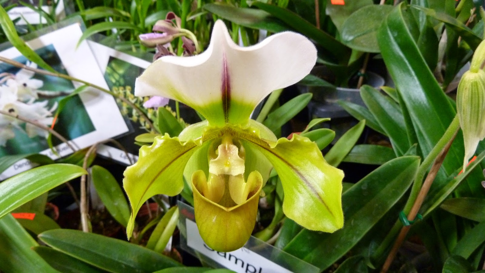 Hooray! Plants! Pictures From The Greater Orlando Orchid Society's