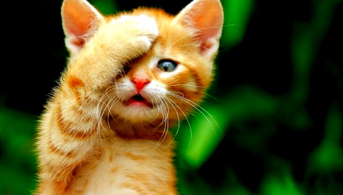 Cute Little Cat | Best Wallpapers HD Collection