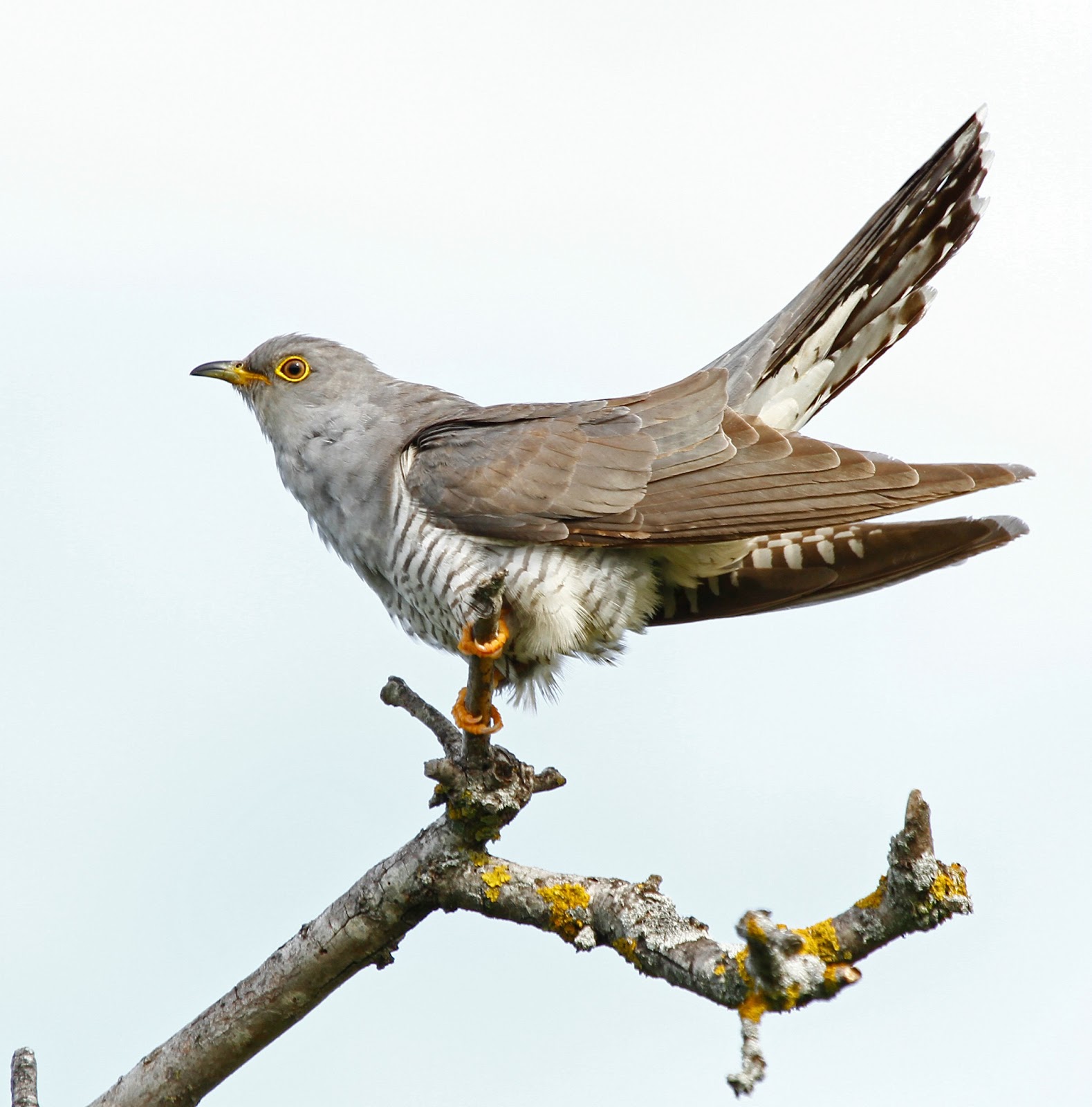 Mirando el campo por el objetivo. Y por fin....los cucos!