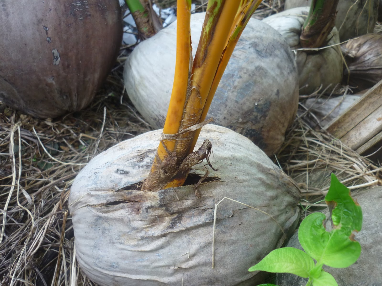 Disini dalam lingkaran ini kelapa cepat berbuah pilih tunas tumbuh