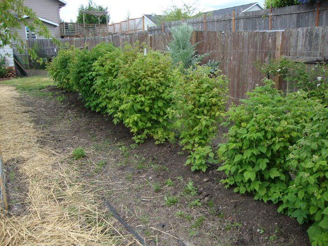 Nine Bean Rows in a Bee-Loud Glade