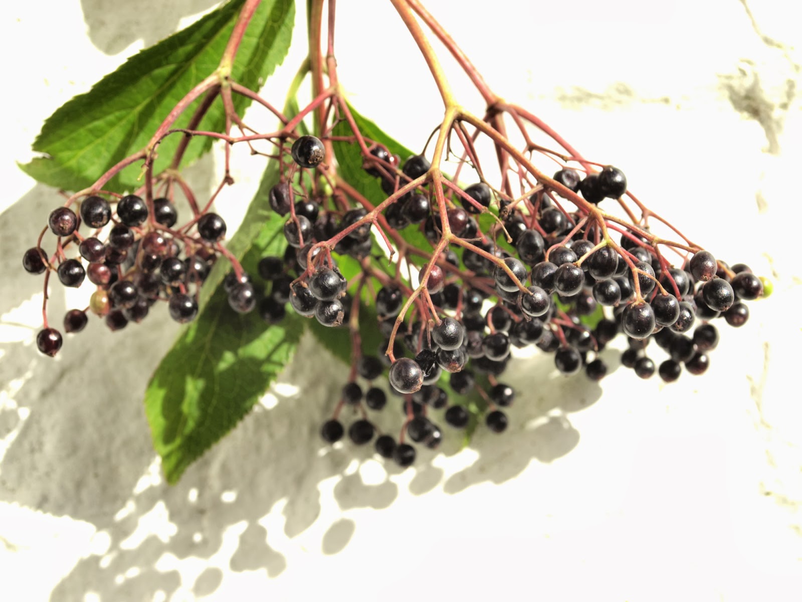 Raw Edible Plants Elderberries (Sambucus nigra)