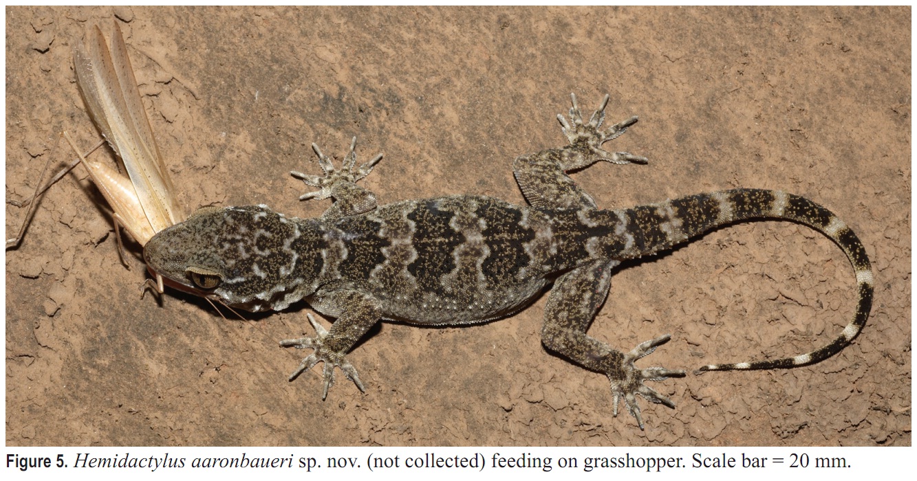 Species New to Science [Herpetology • 2008] Hemidactylus aaronbaueri