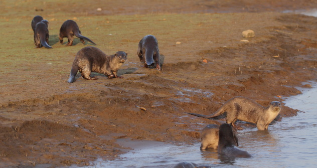 Beautiful otters come out to play at Kabini Tiger Reserve, Karnataka, India