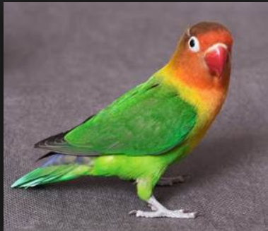 Cara Berternak Lovebird Biola Bastago Com