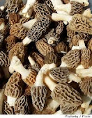 Morchella