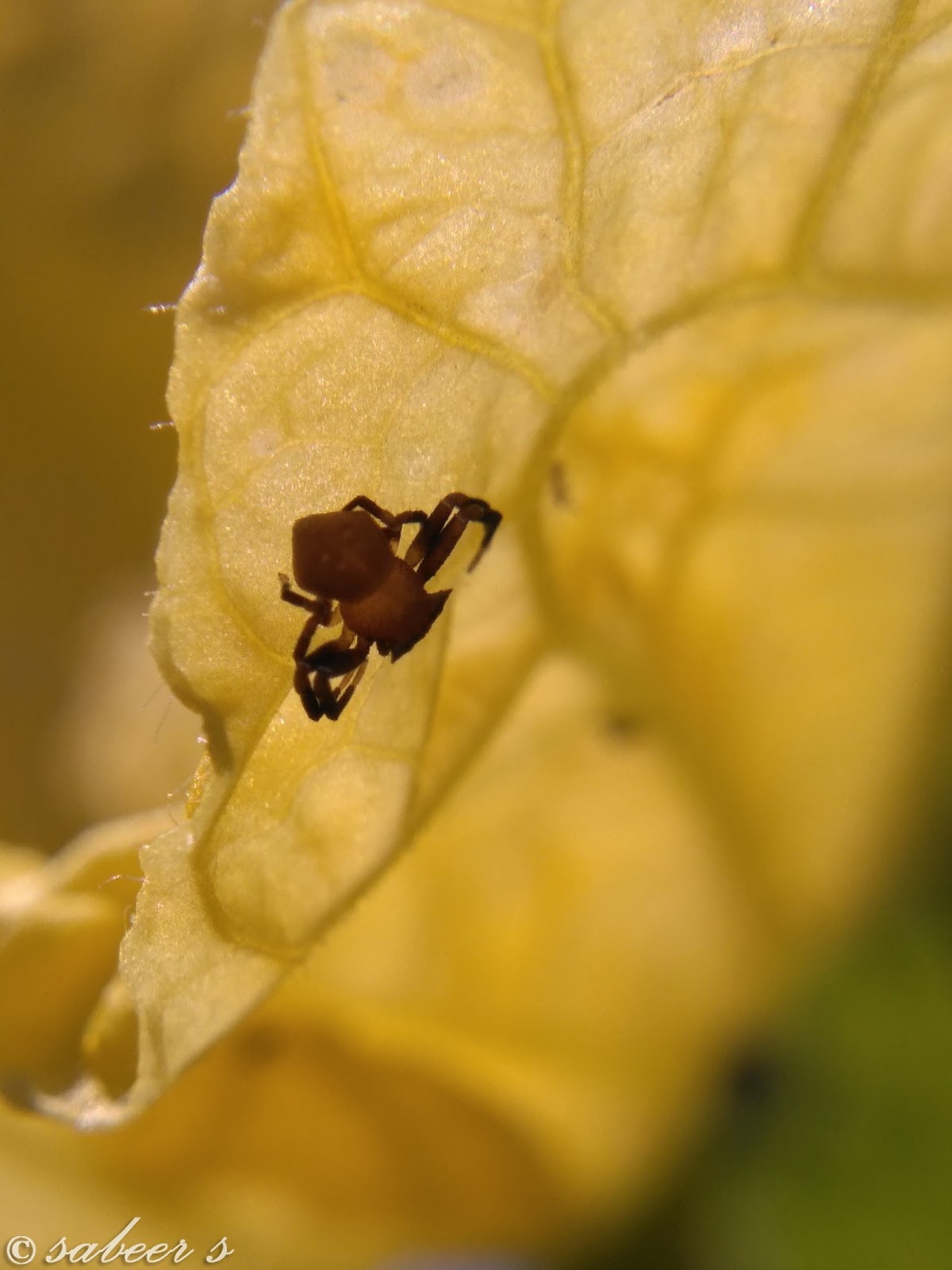 mobile Overview and Camera review TECHPHLIE